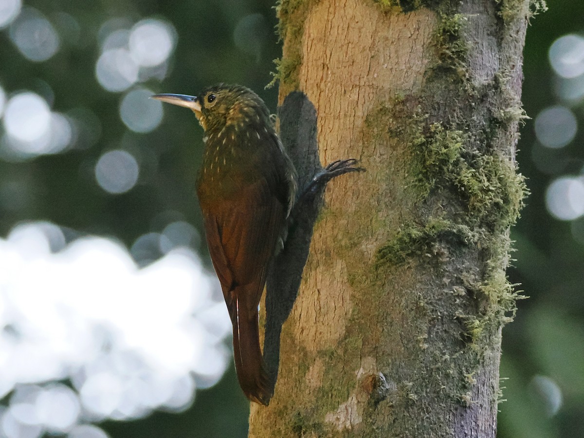 Spotted Woodcreeper - ML641603484