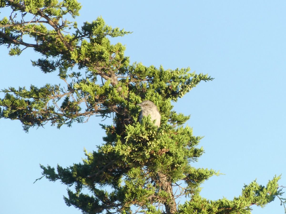 Northern Mockingbird - ML641603524