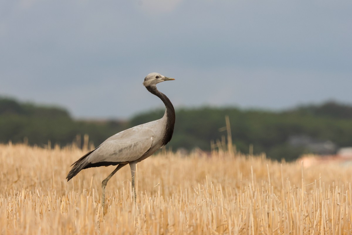 Demoiselle Crane - ML641603525
