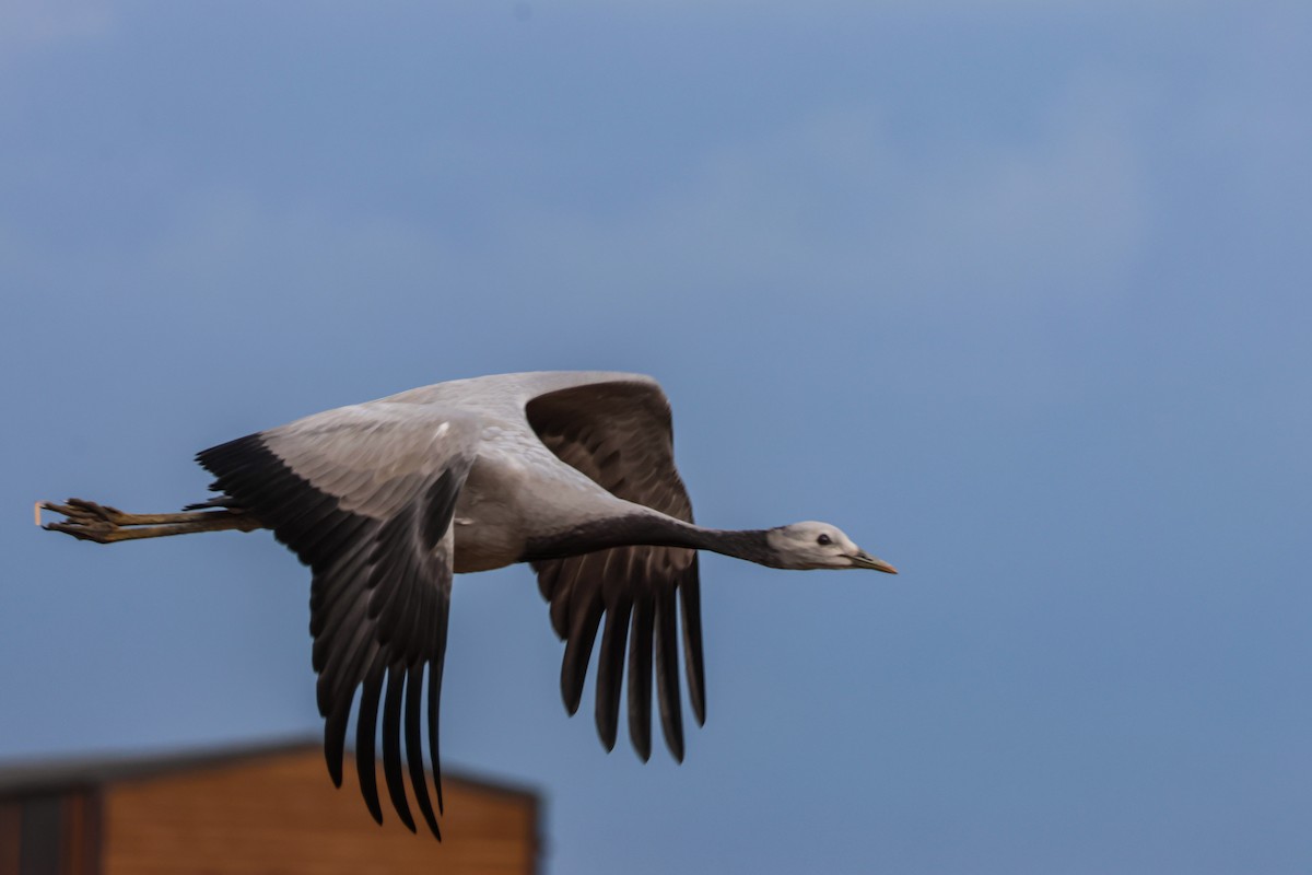 Demoiselle Crane - ML641603544
