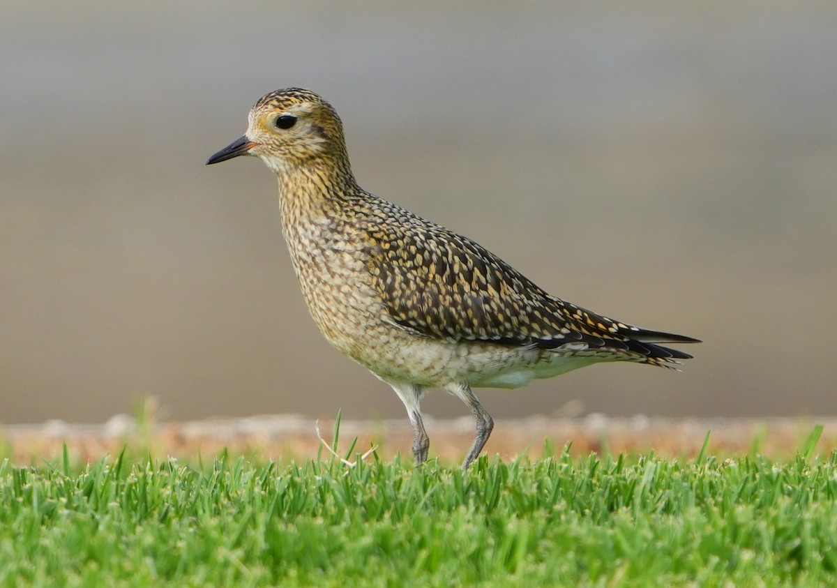 European Golden-Plover - ML641603545