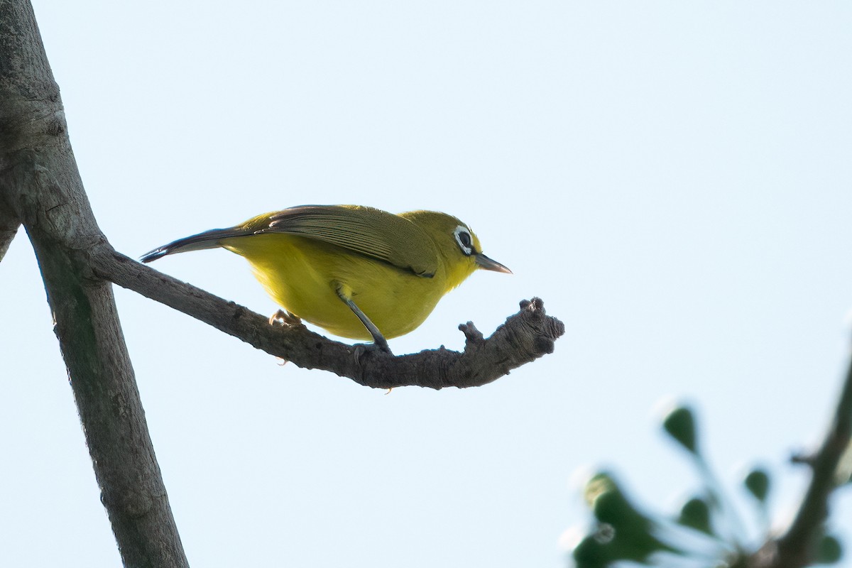 Lemon-bellied White-eye - ML641603550