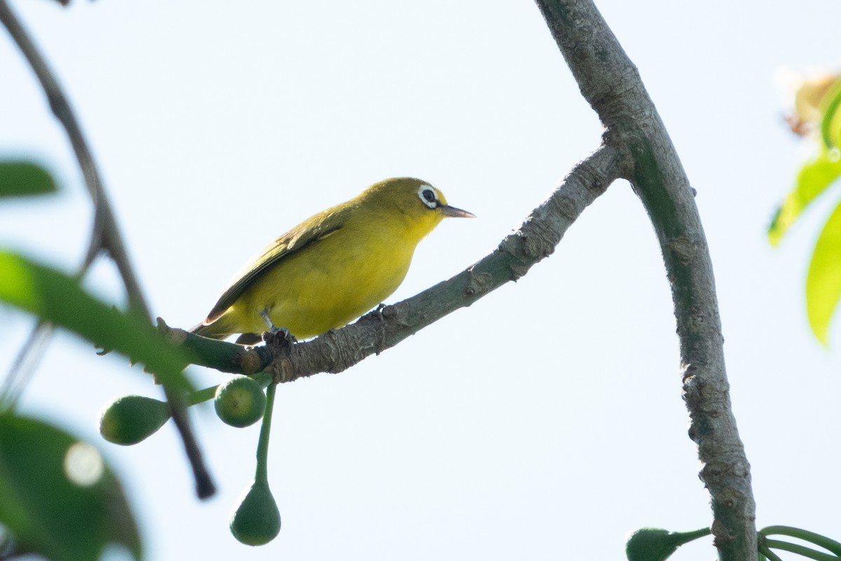 Lemon-bellied White-eye - ML641603551