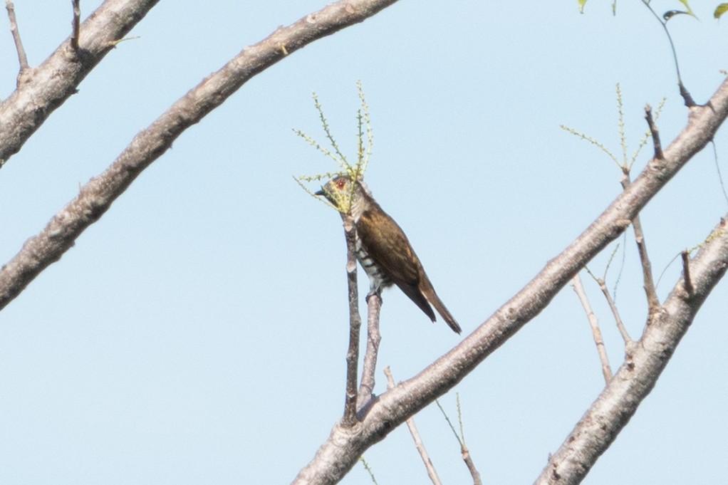 Little Bronze-Cuckoo (Gould's) - ML641603602