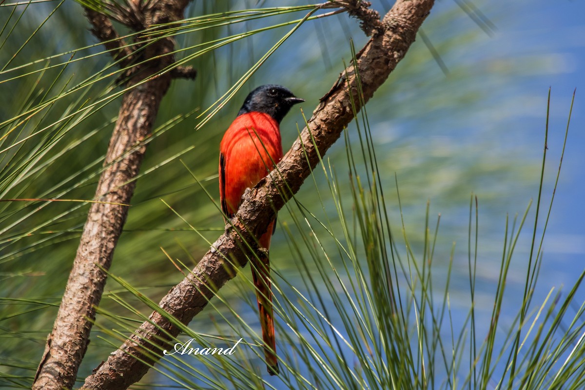 Long-tailed Minivet - ML641603754