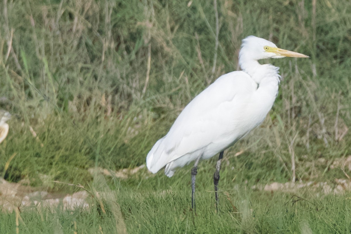 Yellow-billed/Medium Egret - ML641603790
