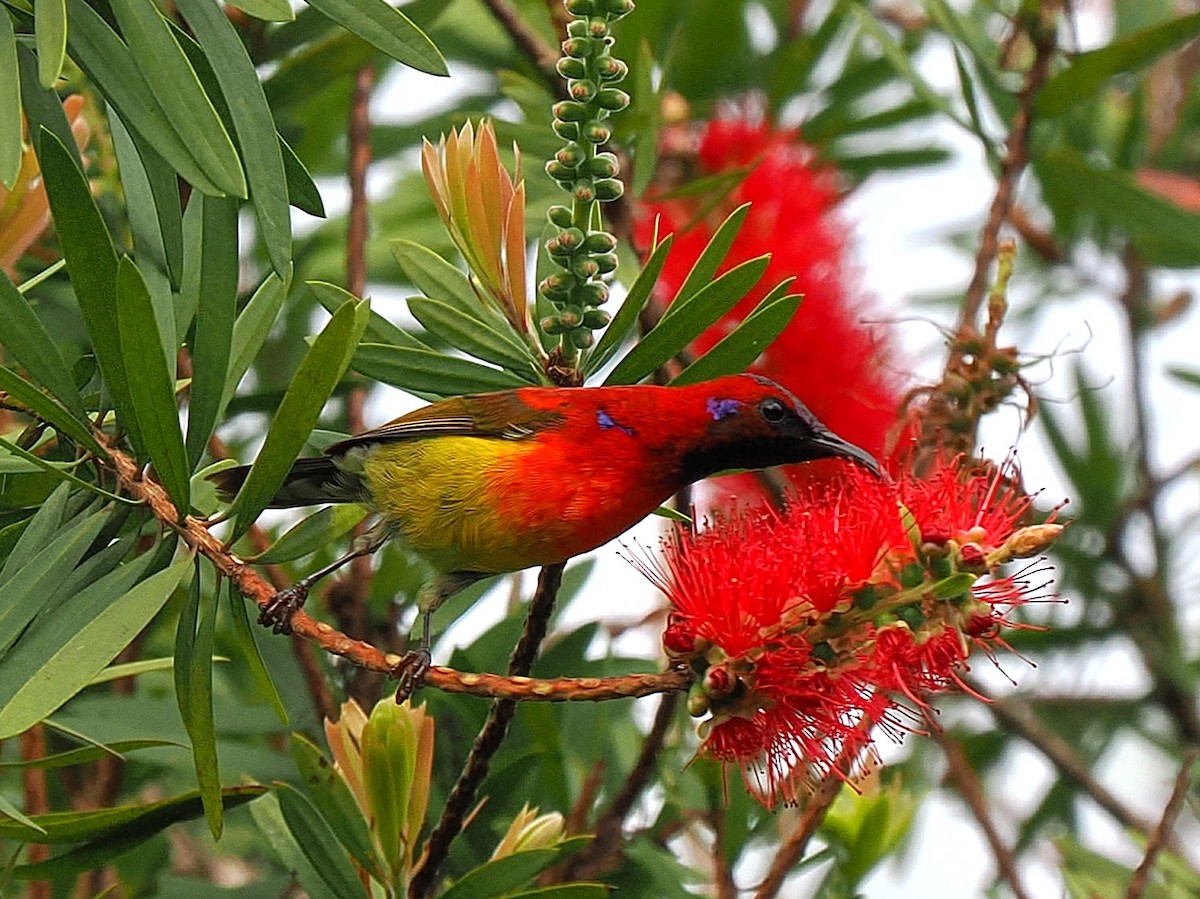 Mrs. Gould's Sunbird - ML641603799