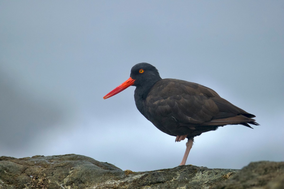 Black Oystercatcher - ML641603800