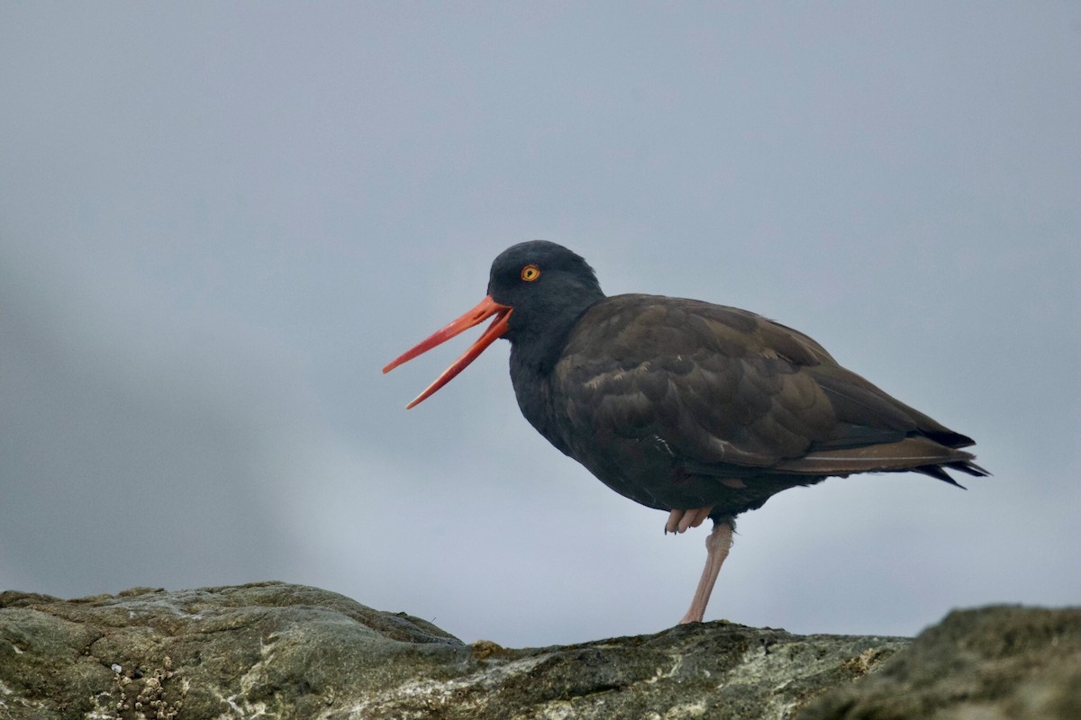 Black Oystercatcher - ML641603801