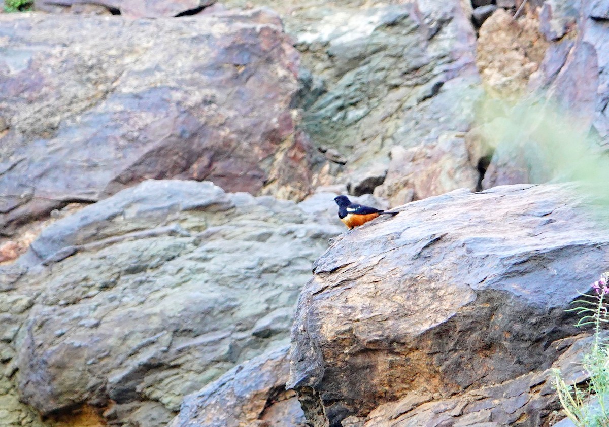 Mocking Cliff-Chat - ML641603818