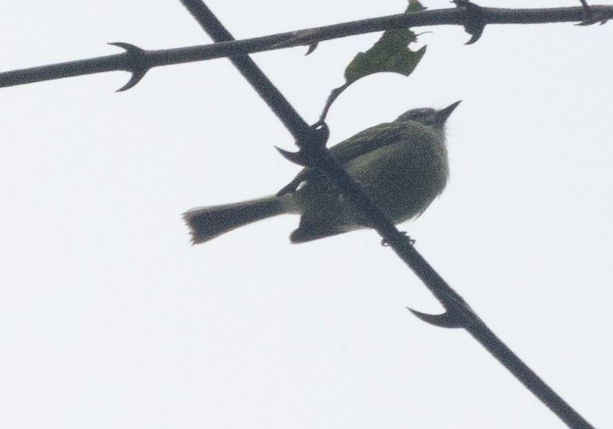 エクアドルヒゲハエトリ - ML641603826