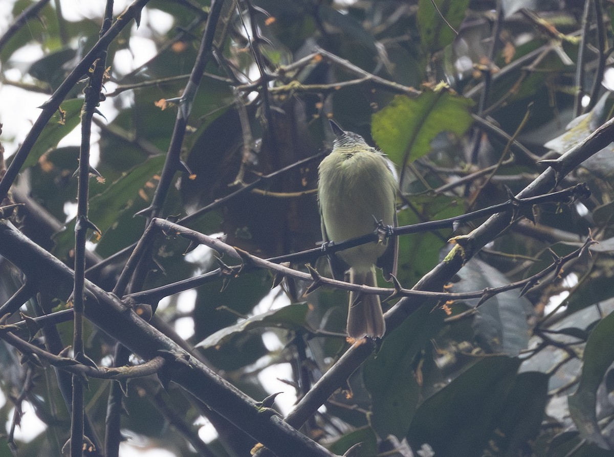 エクアドルヒゲハエトリ - ML641603827