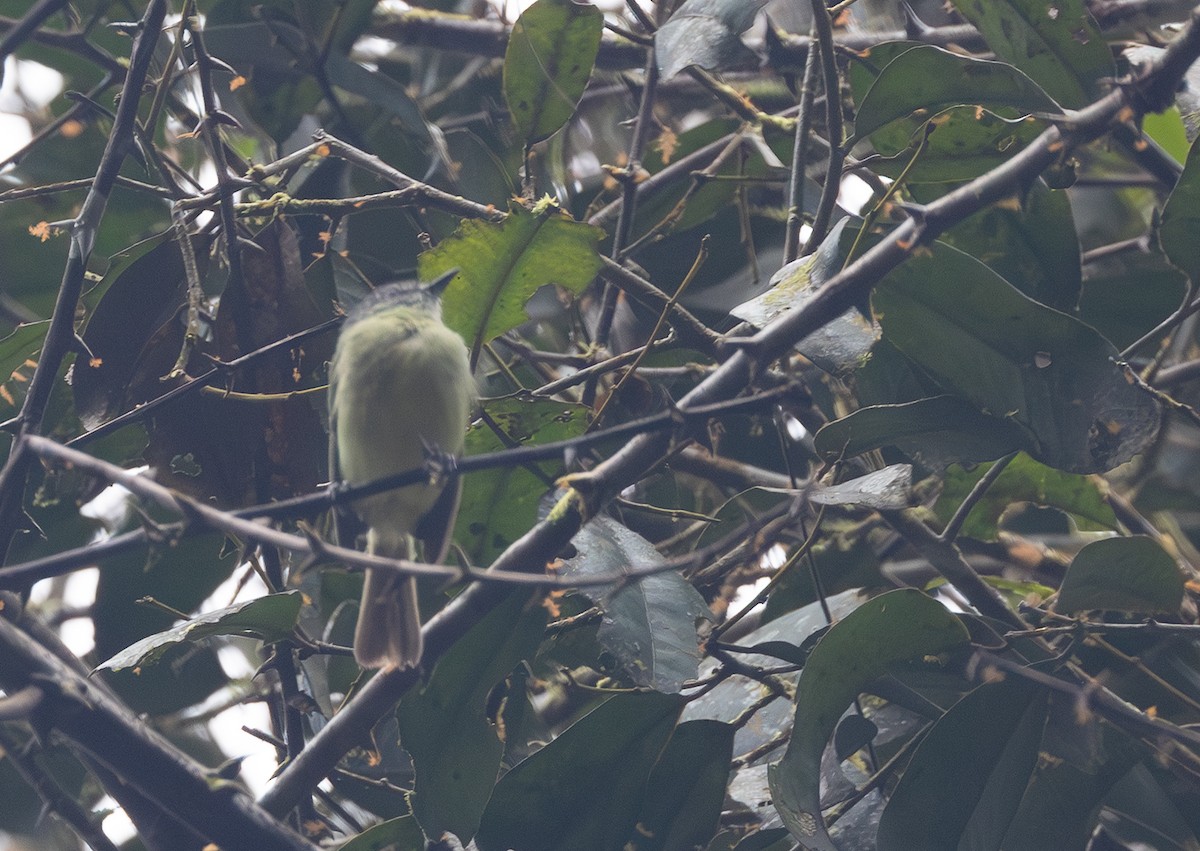 エクアドルヒゲハエトリ - ML641603828