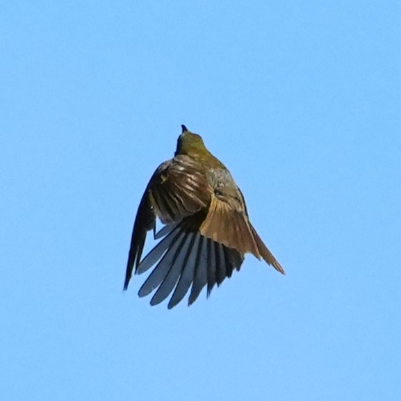 Eastern Wattled-Honeyeater - ML641603831