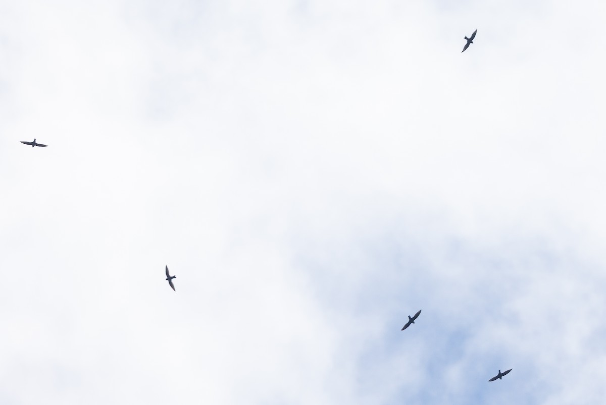 White-collared Swift - ML641603834