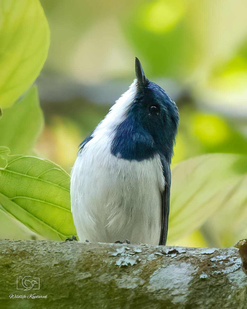 Ultramarine Flycatcher - ML641603858