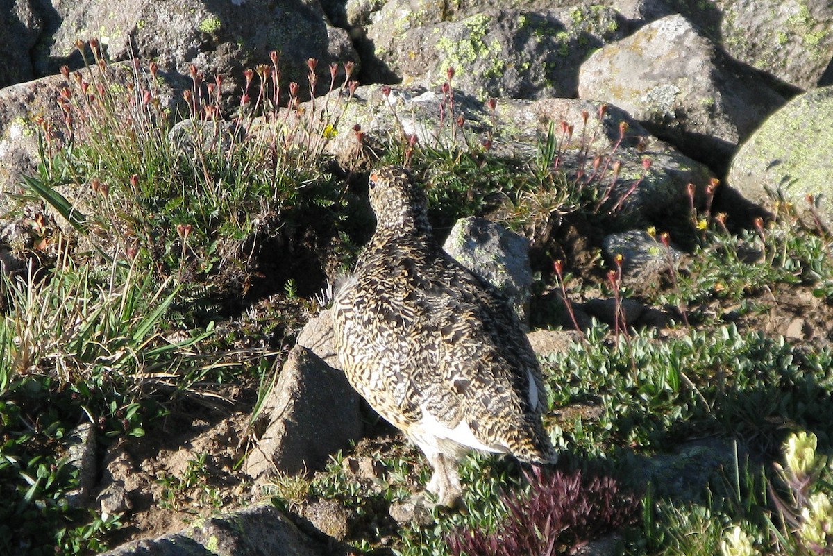 White-tailed Ptarmigan - ML641603918