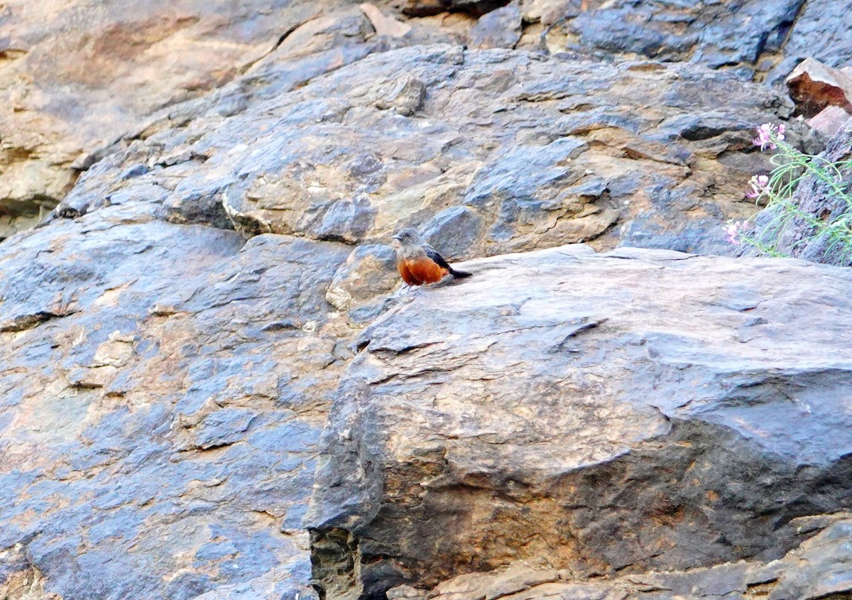 Mocking Cliff-Chat - ML641603963