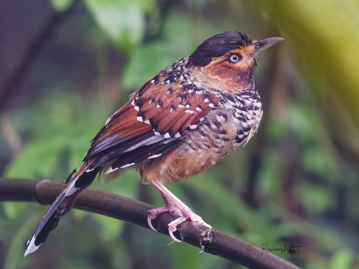 Spotted Laughingthrush - ML641603993