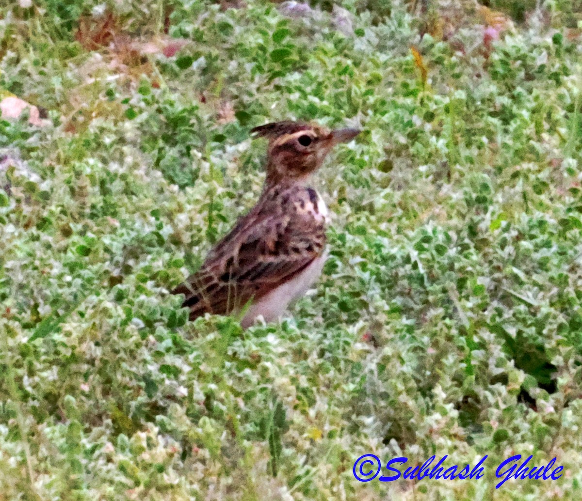 Malabar Lark - ML641604103