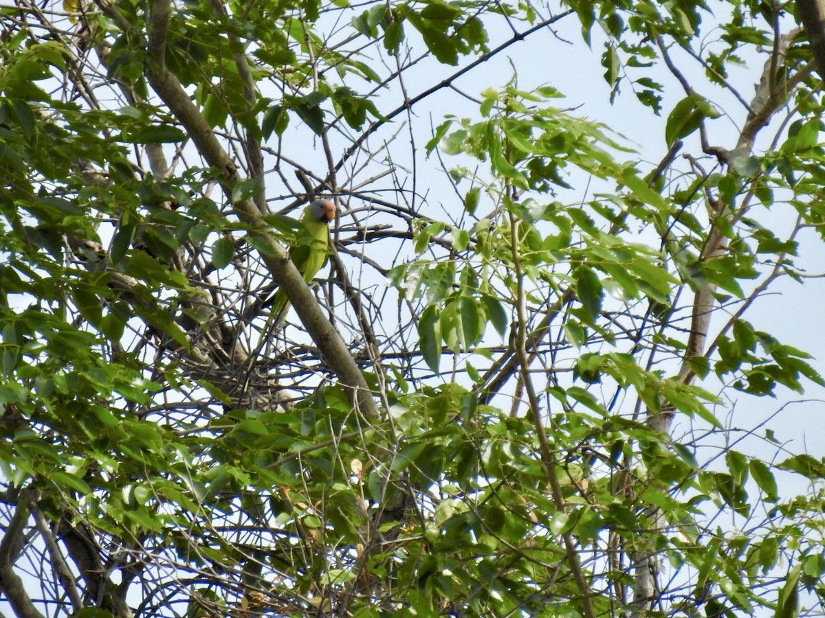 Blossom-headed Parakeet - ML641604125