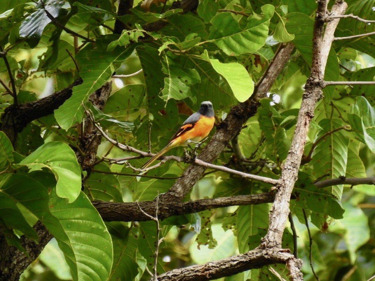 Small Minivet - ML641604148