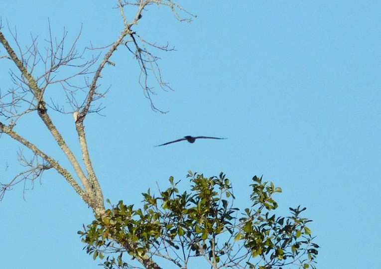 Mississippi Kite - ML641604163