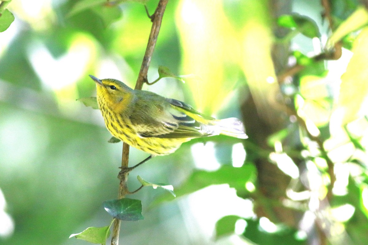 Cape May Warbler - ML641604166
