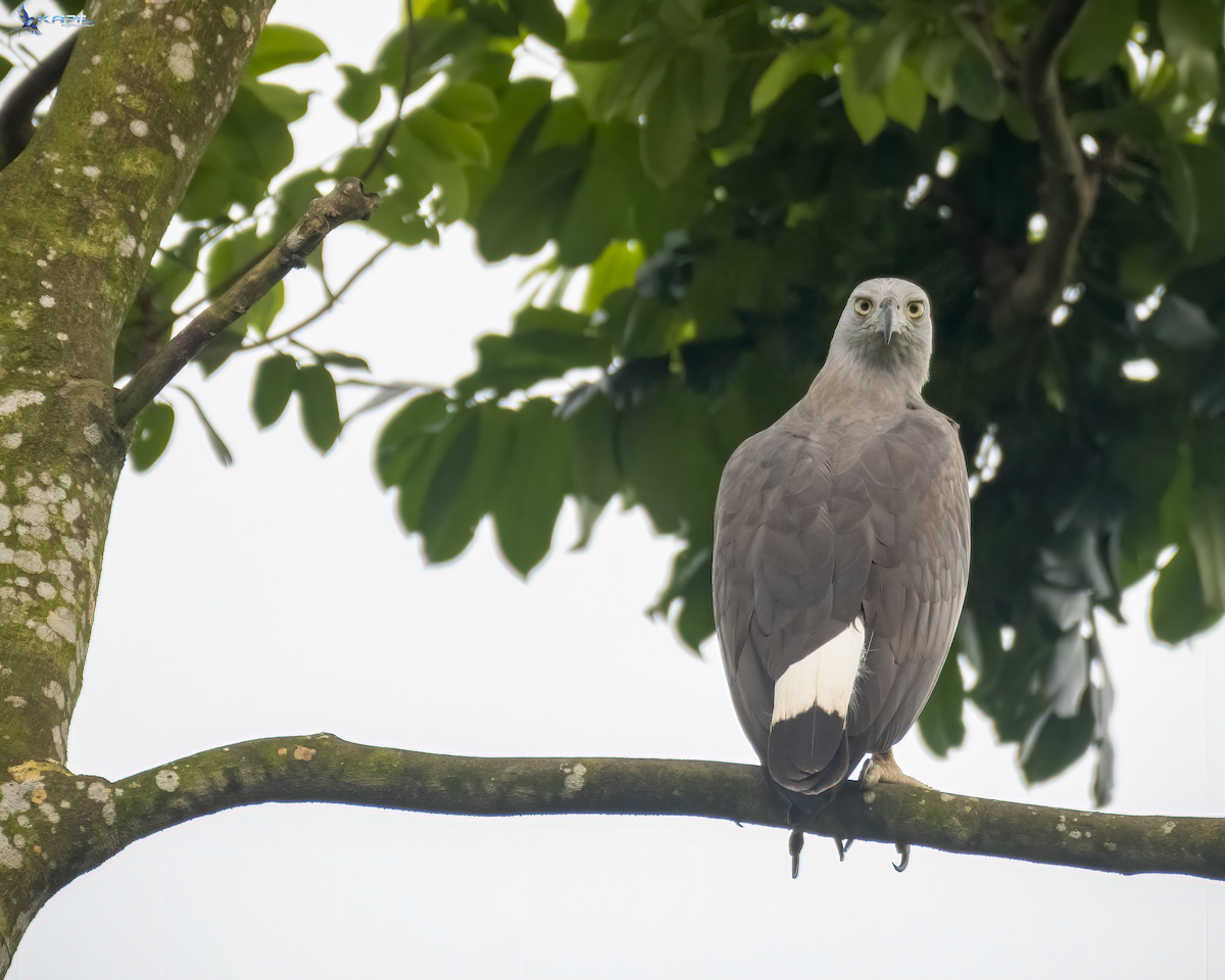 Gray-headed Fish-Eagle - ML641604177