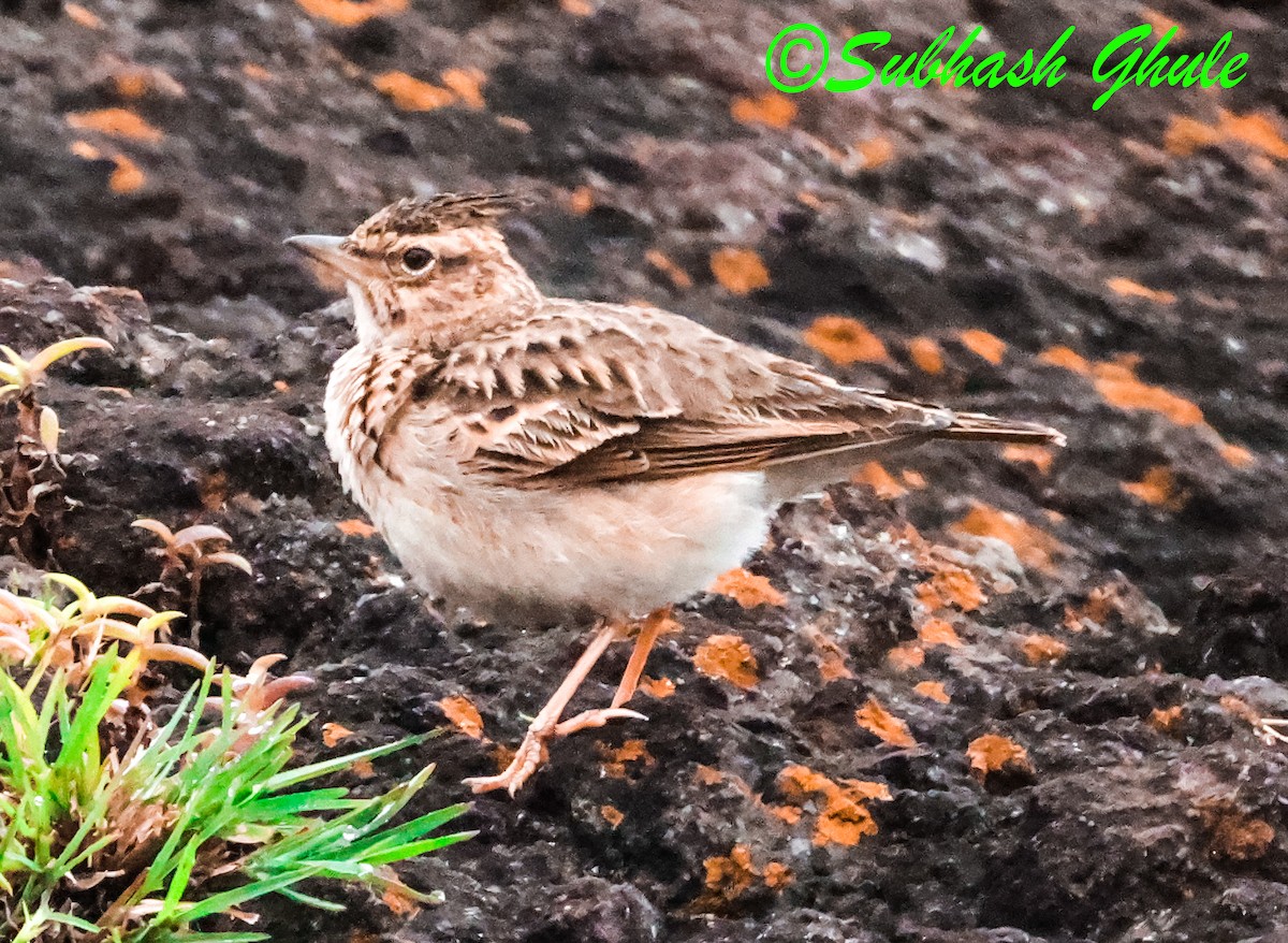 Malabar Lark - ML641604200