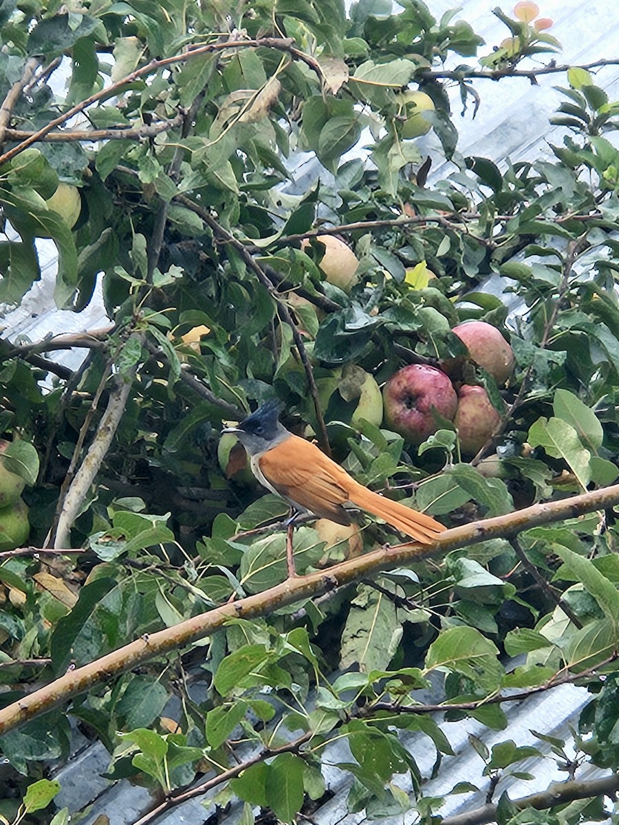 カワリサンコウチョウ - ML641604212