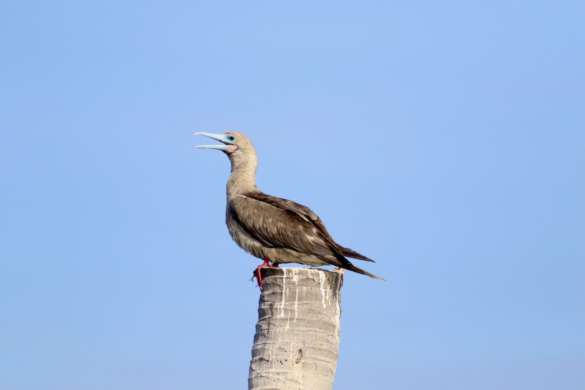 Red-footed Booby - ML641604241