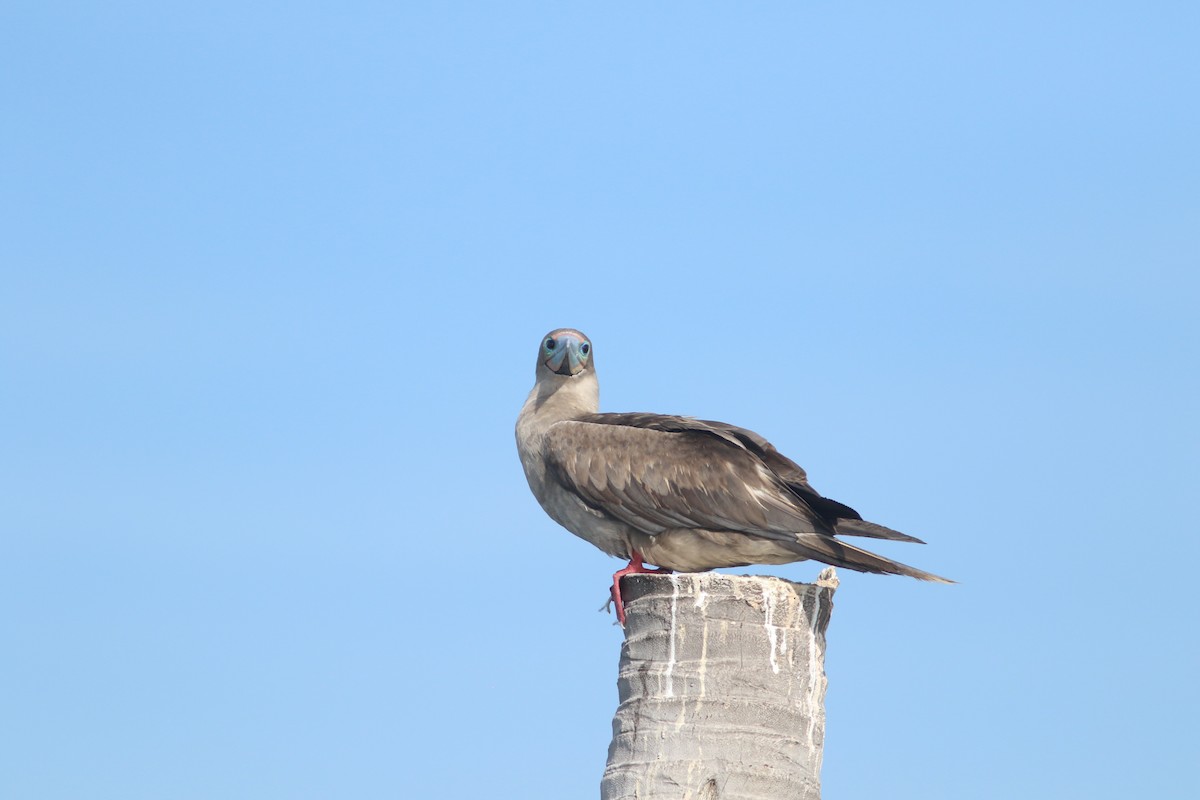 Red-footed Booby - ML641604242