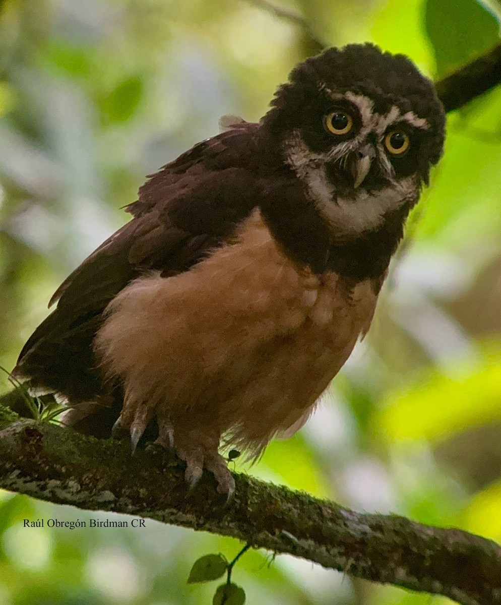 Spectacled Owl - ML641604244