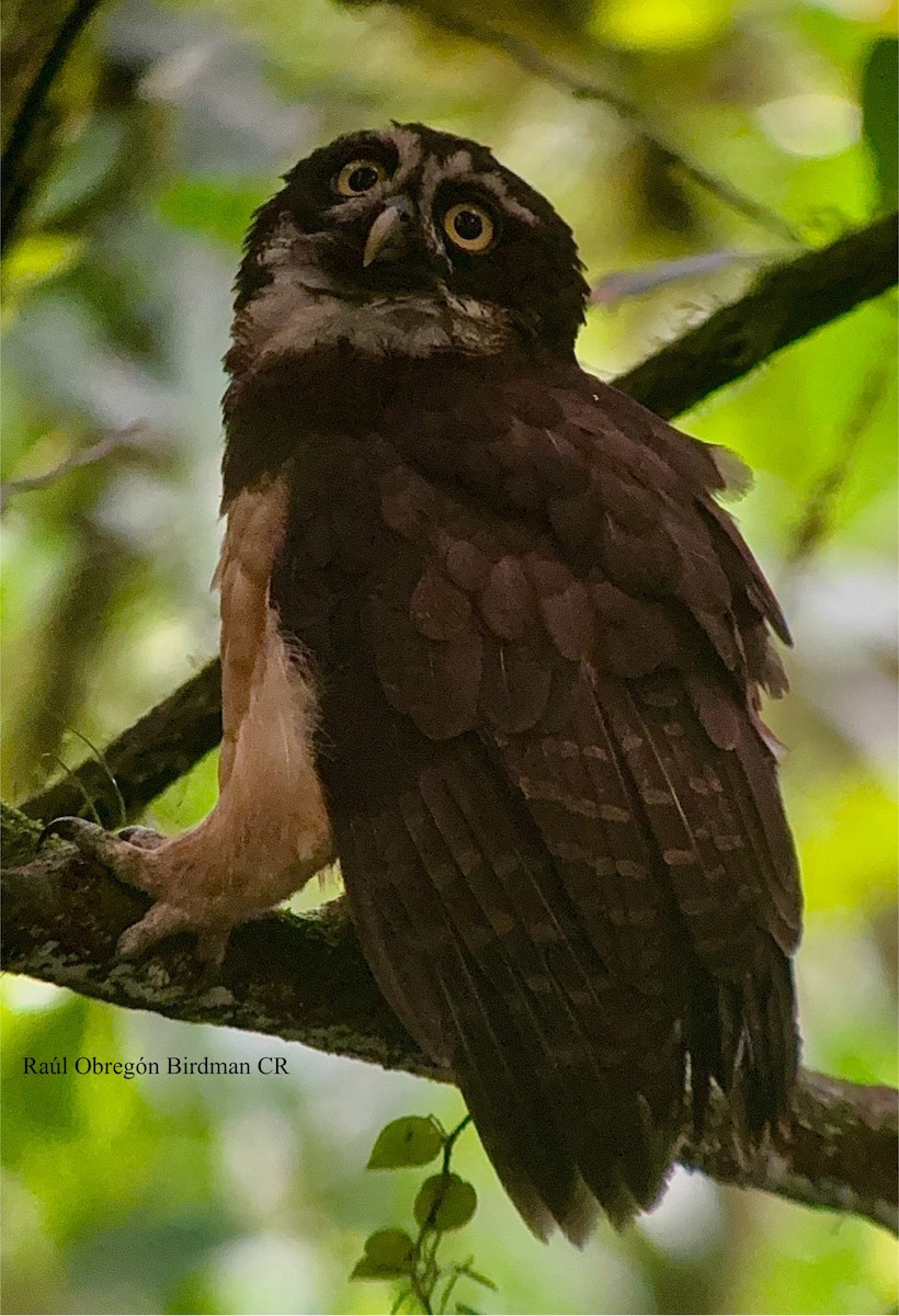 Spectacled Owl - ML641604245