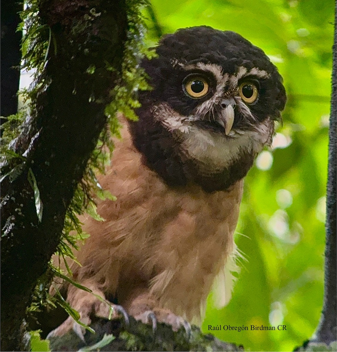 Spectacled Owl - ML641604246