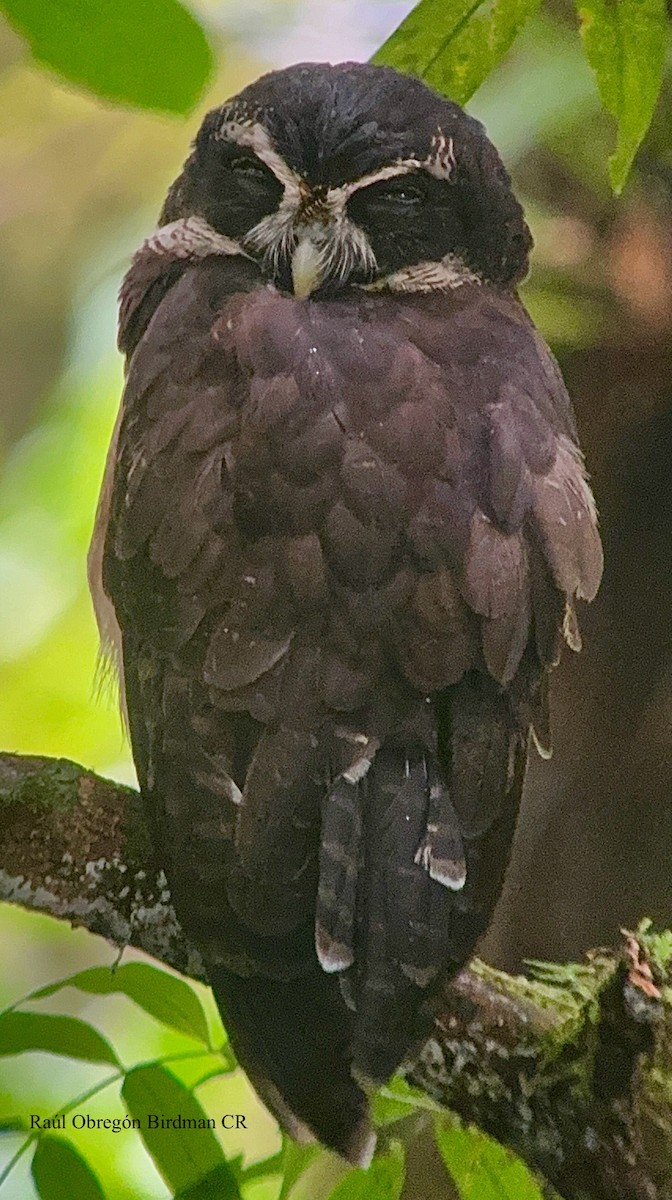 Spectacled Owl - ML641604247