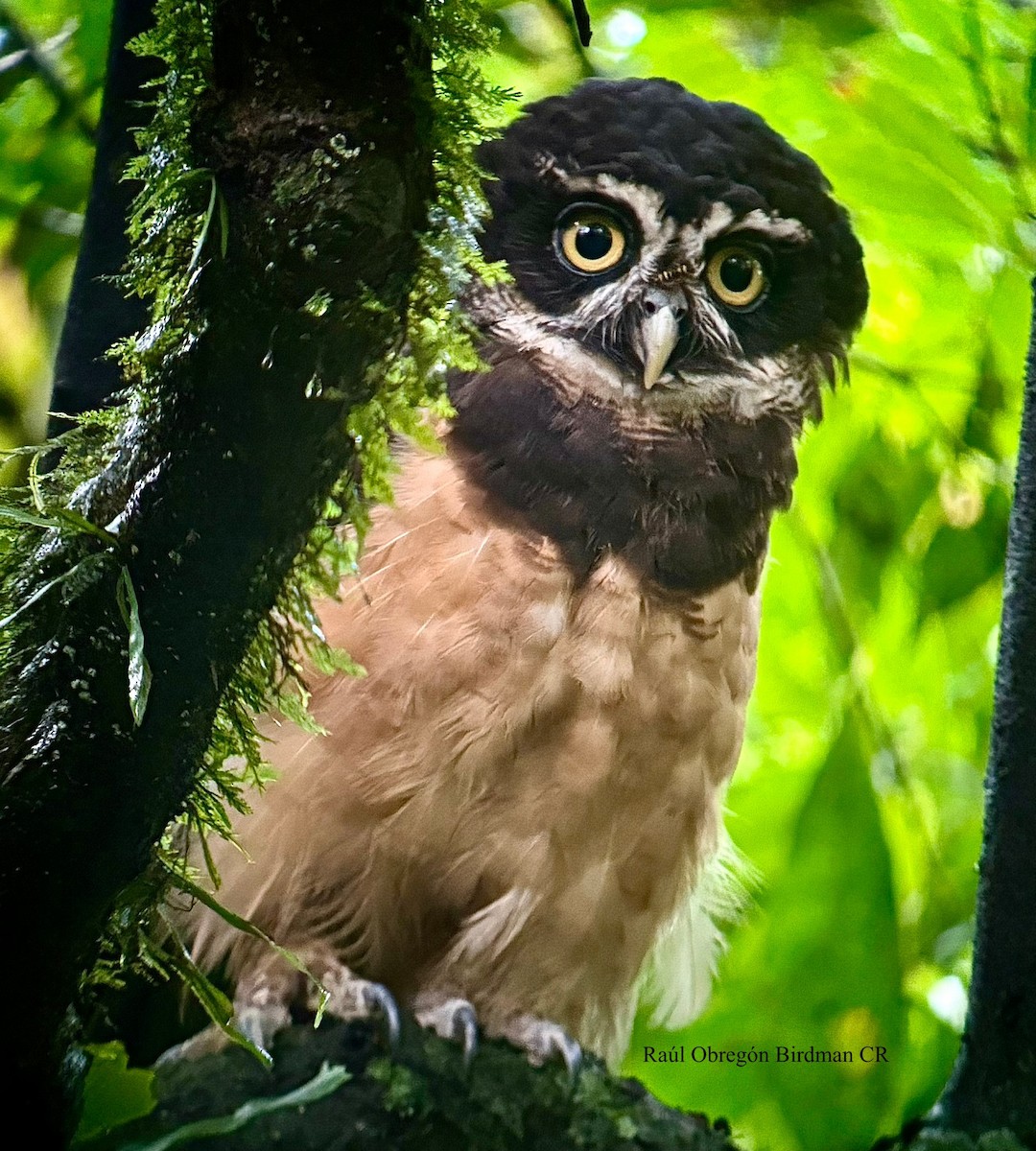 Spectacled Owl - ML641604248