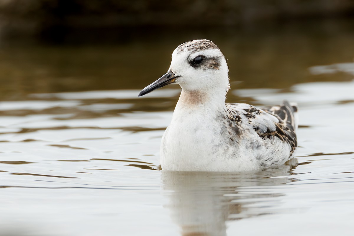 Red Phalarope - ML641604252