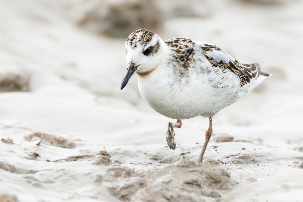 Red Phalarope - ML641604253