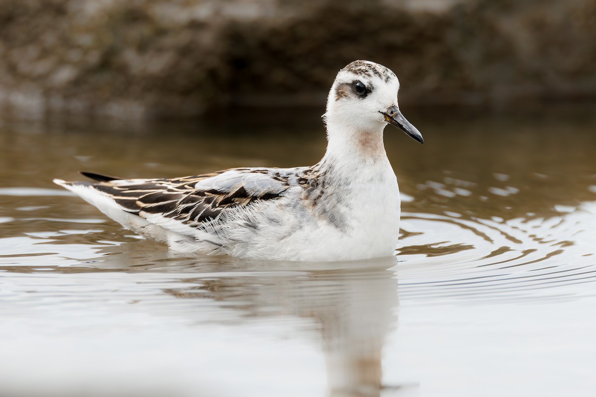 Red Phalarope - ML641604254