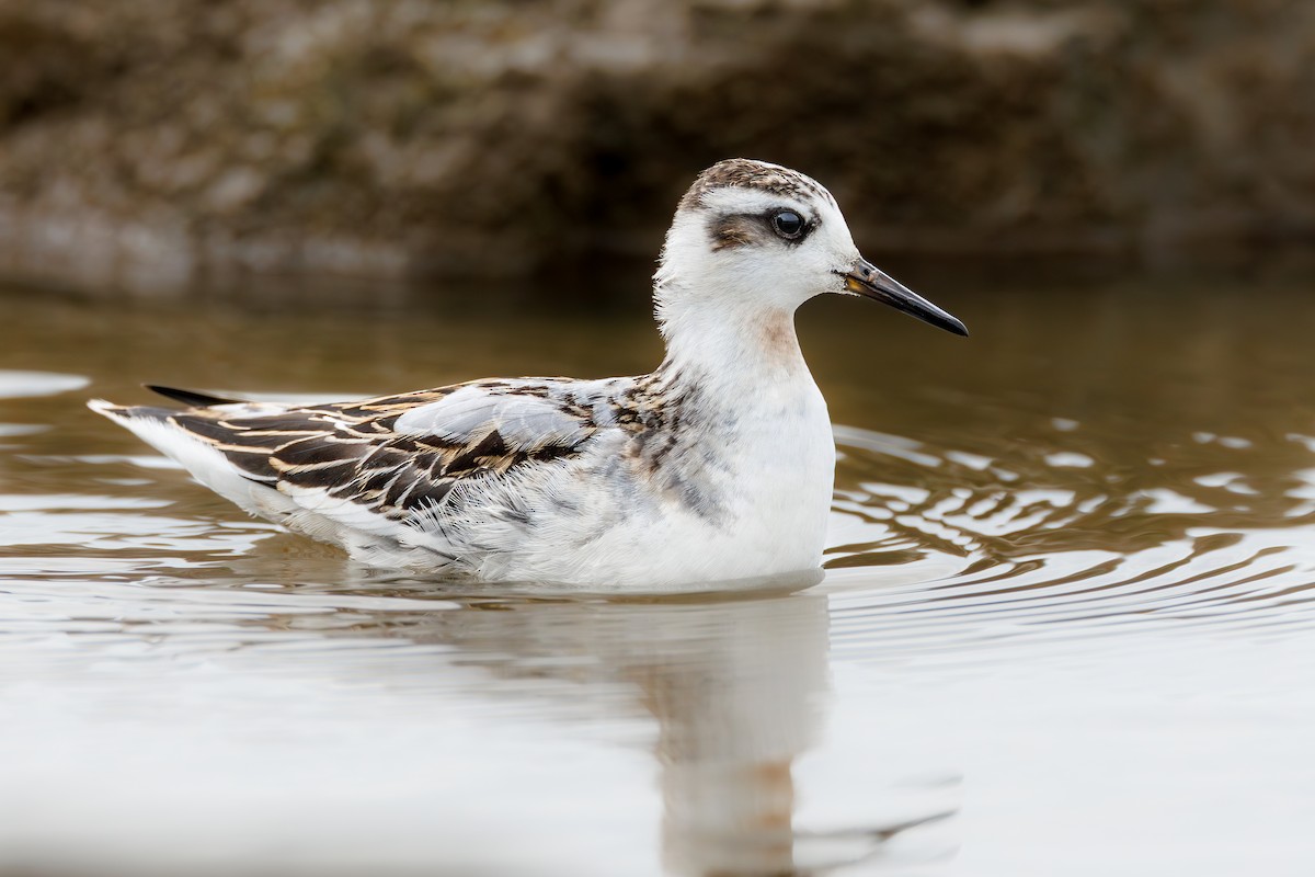 Red Phalarope - ML641604255