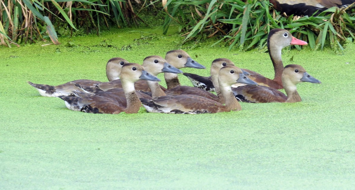 Black-bellied Whistling-Duck - ML641604300