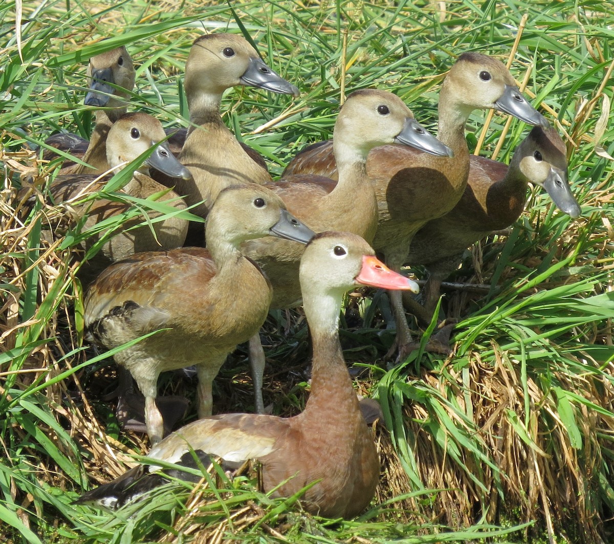 Black-bellied Whistling-Duck - ML641604301
