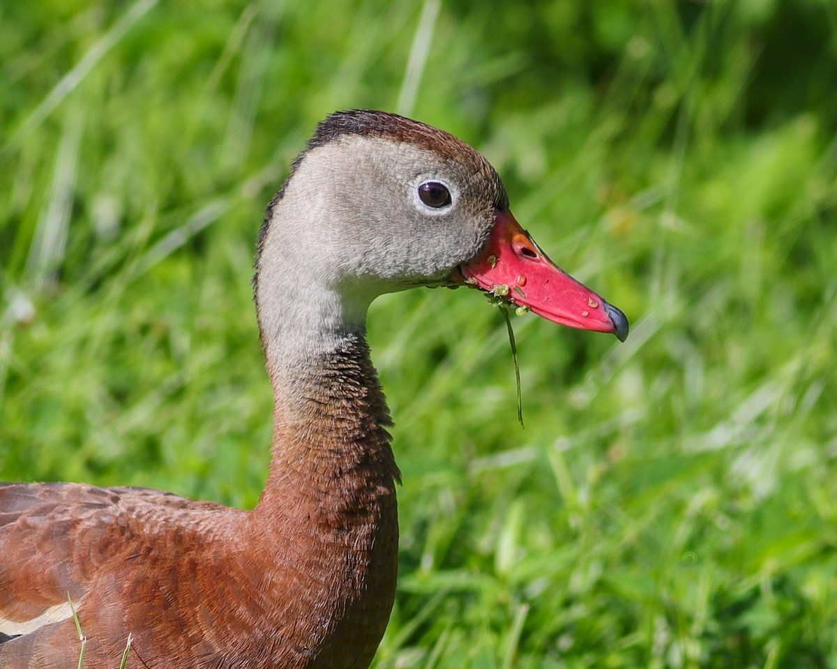 Black-bellied Whistling-Duck - ML641604302
