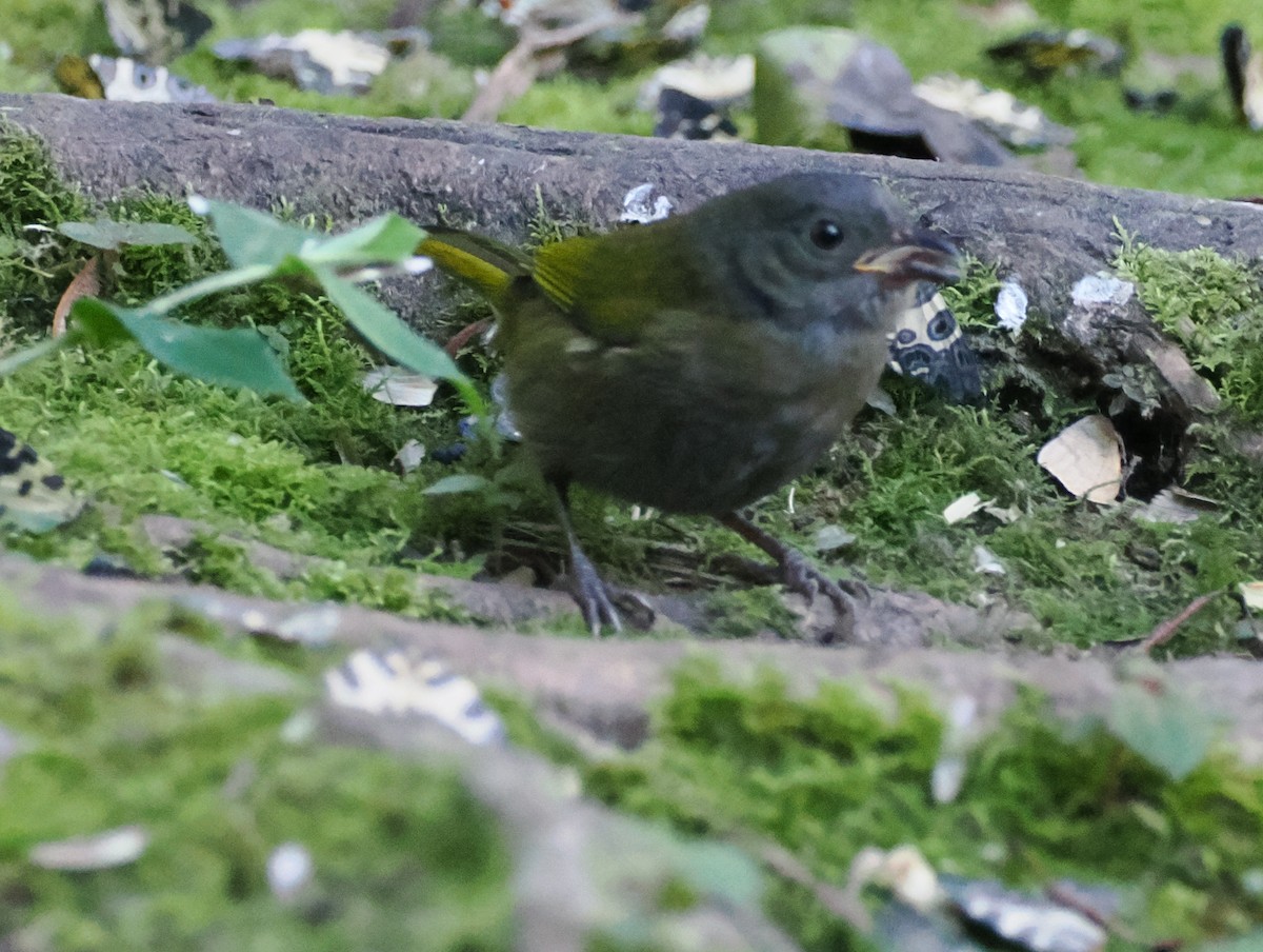 Dusky Chlorospingus - ML641604308