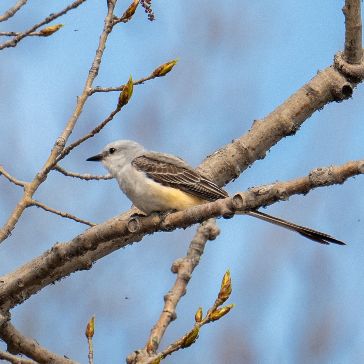 Scissor-tailed Flycatcher - ML641604309
