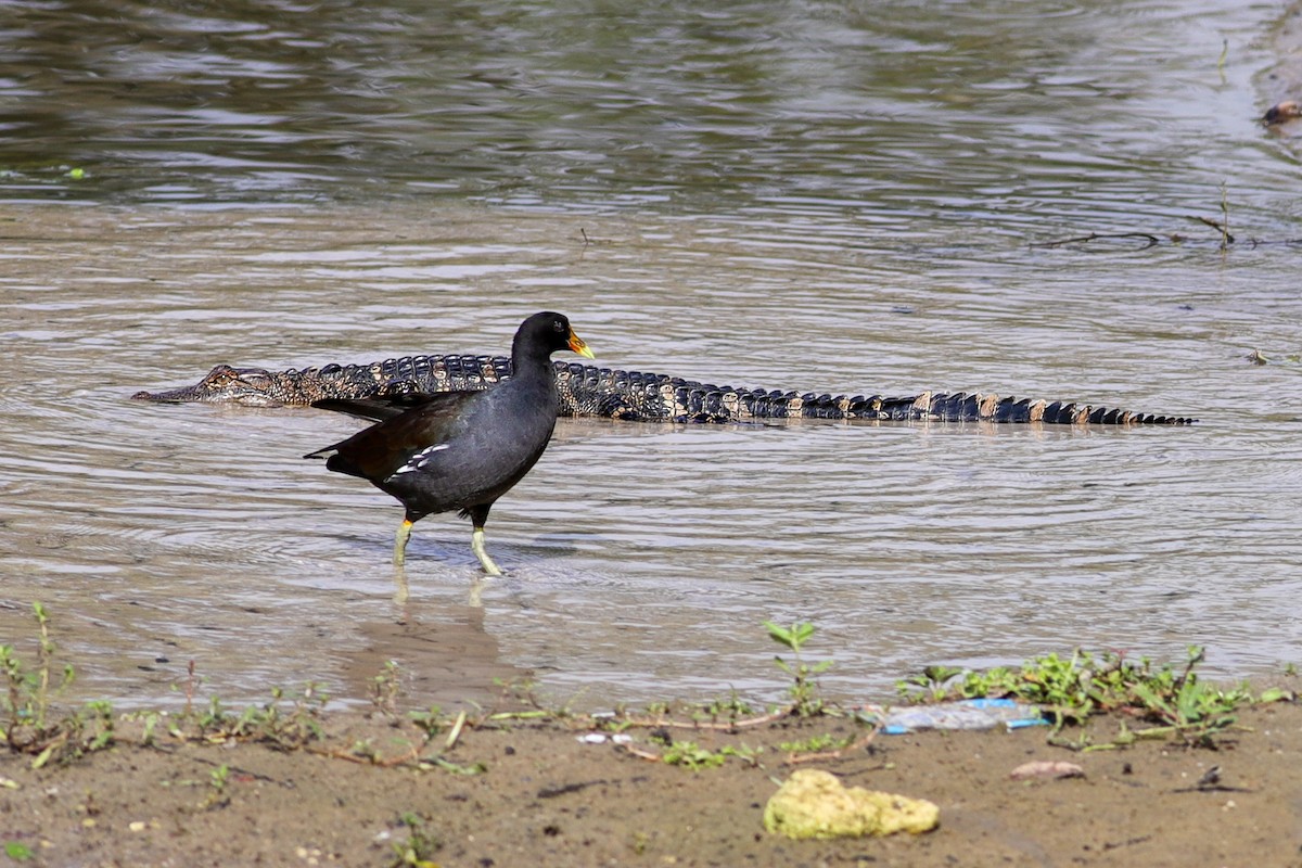 Common Gallinule - ML641604310