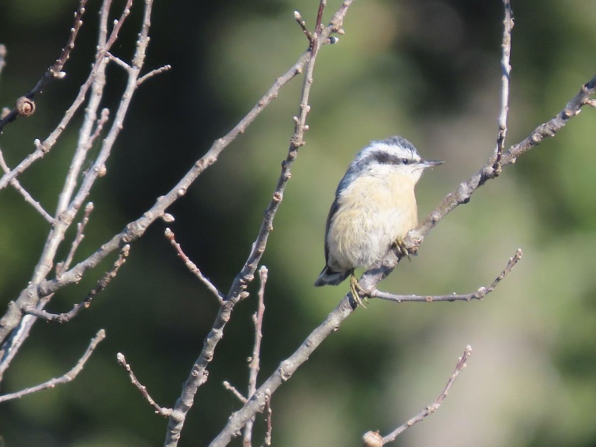 brhlík americký - ML641604311