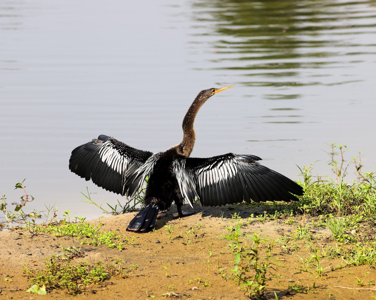 Anhinga - ML641604316